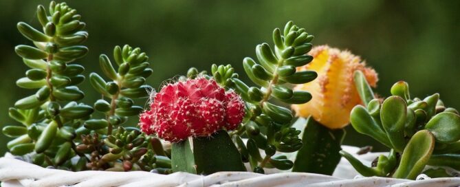 Cómo decorar tu terraza o cerramiento con plantas